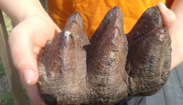 A boy from Michigan finds a mastodon tooth while playing outside that dates back thousands of years.