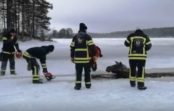 VIDEO: Igauņi izglābj ledū ielūzušu alni VIDEO: Igauņi izglābj ledū ielūzušu alni