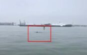 VIDEO: Pārsteigums – Liepājas ostā viesojas rotaļīgs delfīns! VIDEO: Pārsteigums – Liepājas ostā viesojas rotaļīgs delfīns!