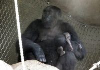 Nespējot šķirties no mirušā mazuļa, gorillu mamma nedēļu tur to rokās! FOTO, VIDEO