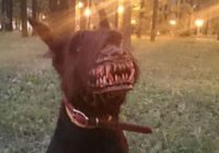 Vilkatis – šokējošs uzpurnis kas tavu suni pārvērtīs briesmonī FOTO