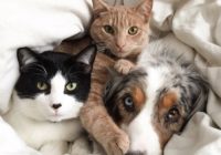 Suņu un kaķu neparastā draudzība 15 bildēs FOTO
