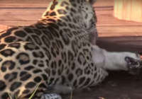 Šis jaguārs noķēra mazu sunīti, tas kas notika tālāk ir pēdējā lieta ko Tu gaidīsi VIDEO