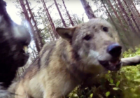 Šim sunim bija piestiprināta GoPro kamera, kad bars ar vilkiem viņai uzbruka. Nofilmētais ir vājprātīgs VIDEO