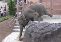 Šis kreatīvais zilonis vienkārši gribēja uzkodu, tāpēc tas izdarīja ko tādu, ko pirms tam nebūsi redzējis VIDEO