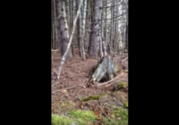 Viņi pastaigājās pa mežu un ieraudzīja ko pavisam neticamu! VIDEO