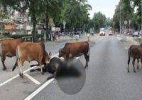 Kad viena govs tika notriekta, notika kaut kas sirdi plosošs VIDEO