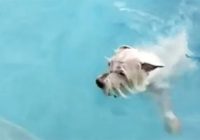 Apburošs, balts terjers nevar beigt priecāties par šo baseinu VIDEO