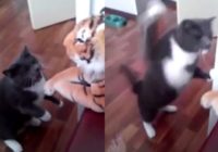 Par YouTube hītu kļuvusi kaķa cīņa ar tīģeri! VIDEO