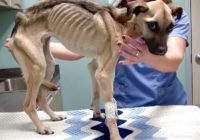 Neticamas pārvērtības: suns, kas izglābās no bada nāves! FOTO/ VIDEO