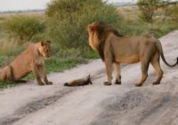 Divas lauvas piegāja pie ievainotas lapsas. Tas, kas notika tālāk, pārsteidz visu zinātni! FOTO
