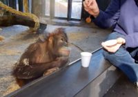 Aizkustinošs triks ar pērtiķi iekaro skatītāju sirdis internetā! VIDEO