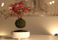 Air-Bonsai: bonsai mikroplanētas, kas karājas gaisā! FOTO/ VIDEO
