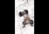 Dienas mīļuma deva: Pandas prieks par sniegu! VIDEO