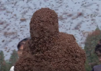 Bezbailīgs ķīnietis ļauj uz sava ķermeņa nosēsties 637 tūkstošiem bišu. VIDEO