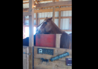 Viņa nolēma aplūkot savu zirgu. Bet tad uz viņa galvas pamanīja ko neparastu! VIDEO