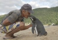 Pingvīns nopeld 8000 km, lai satiktu savu glābēju! FOTO