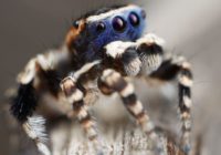 Maratus personatus: mīlīgākais sīkais zirneklītis, kura riesta deja liks jums smaidīt! FOTO/ VIDEO