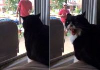 Smieklīga histēriska kaķa reakcija, ieraugot, kā saimnieks mājās ved… suni! VIDEO