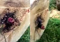 Puisis nozāģēja koku, kura iekšpusē gaidīja pārsteigums! VIDEO
