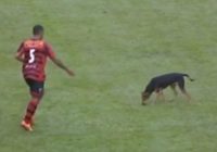 Iesildīšanās laikā uz futbola laukuma izskrēja suns. Kā izrādījās, ne velti! VIDEO