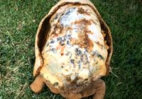 Traumēts bruņurupucis saņem pasaulē pirmo ar 3D printeri printēto čaulu. FOTO