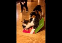 Šim kaķim tik ļoti iepatikās ņaudoša kartiņa, ka viņš nolēma to nozagt! VIDEO