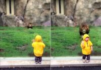Zoodārza lauva par medījumu izvēlas bērnu. VIDEO