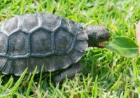 Šo Galapagas bruņurupuču dzimšanu gaidīja 100 gadus!