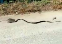 Žurku mamma varonīgi aizbiedē čūsku un izglābj savu mazuli! VIDEO