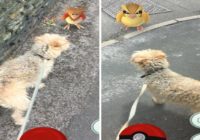 Dzīvnieku patversme Pokemon Go spēlētājiem piedāvāja pastaigas ar pamestajiem suņiem. Notika negaidītais! FOTO