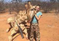 Meitene kura tikko nošāvusi žirafi: «Tas ir mans hobijs, es neapstāšos» FOTO, VIDEO