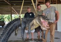 Viņi noķēra gigantisku krokodilu, bet vairāk pārsteidza tas, kas bija tam iekšā!