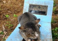 Bēdu nomāktais kaķis veselu gadu nepamet saimnieces kapu… FOTO