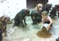 Mazulīte izbēra uz grīdas barību! Paskatiet izsalkušo suņu reakciju! VIDEO