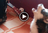 Meita uzdāvināja tētim kucēnu, kad viņa ieradās viņus apraudzīt bija ļoti šokēta… VIDEO