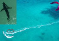 Sieviete izglābās no divmetrīgas haizivs uzbrukuma +VIDEO