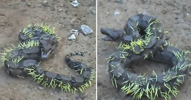 Čūska nolēma uzēst dzeloņcūku… un smagi to nožēloja! VIDEO