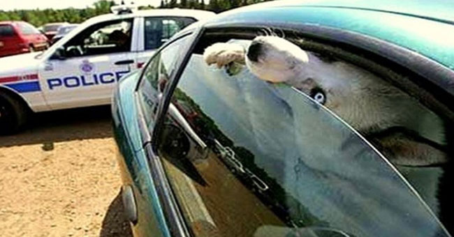 Sieviete uzkarsušā auto atstāja suni. Lūk, kā policists viņu pārmācīja. VIDEO