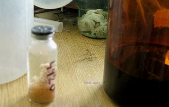 Pamestā laboratorijā pie Černobiļas daudzus gadus bez uzraudzības stāvēja embriji…