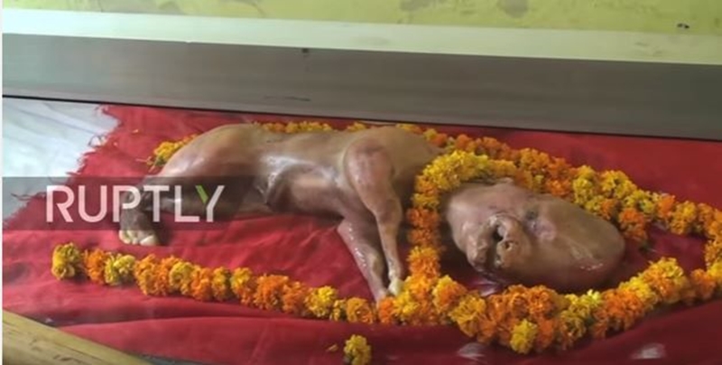 ŠAUSMAS: Indijā piedzimst teļš ar cilvēka seju VIDEO