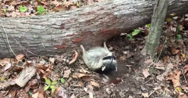 Šis nabaga jenots iesprūda zem nokrituša koka. Taču atradās cilvēki, kas viņu izglāba! VIDEO