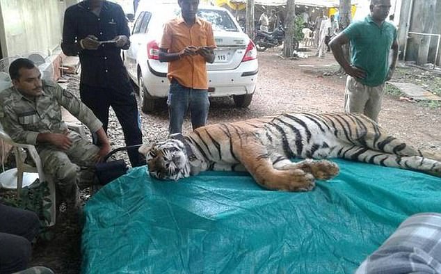 Indijā nomedīts tīģeris- cilvēkēdājs, kurš jau apēdis četrus cilvēkus!