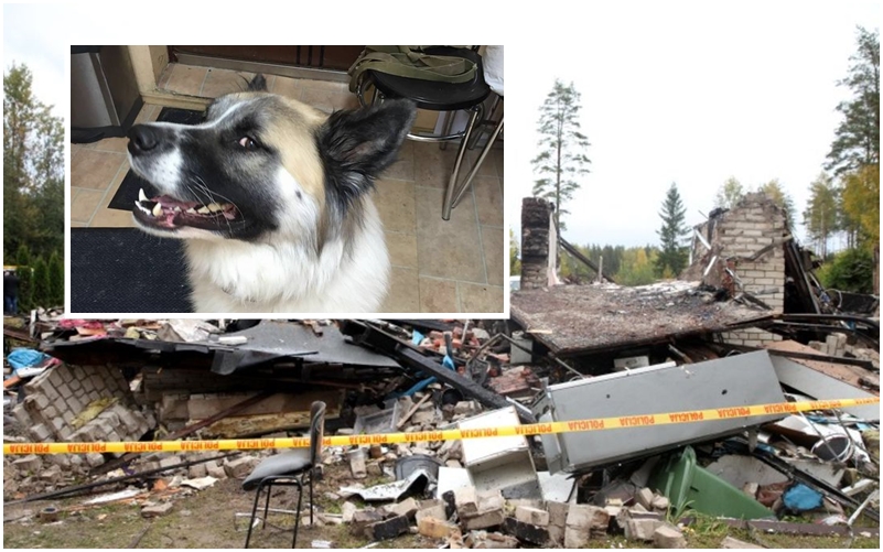 Vajag ”max share”: Meklē Saulkrastu traģēdijā bojāgājušās ģimenes suni