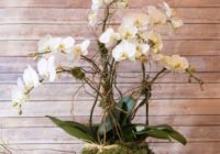 Kā uzziedināt orhideju? Vēsums, sausums, karstums var palīdzēt!