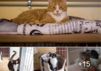 FOTO: “Ulubeles” kaķiem tapuši burvīgi portreti