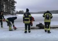 VIDEO: Igauņi izglābj ledū ielūzušu alni