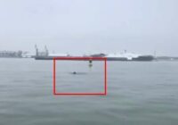 VIDEO: Pārsteigums – Liepājas ostā viesojas rotaļīgs delfīns!