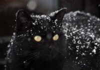 TESTS. Kā rīkosies, ja ceļu pārskries melns kaķis?
