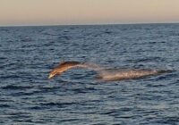FOTO, VIDEO: Pie Mangaļsalas mola plunčājas reti viesi – delfīni